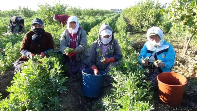 Silifke'den Irak'a bakla ihracatı başladı