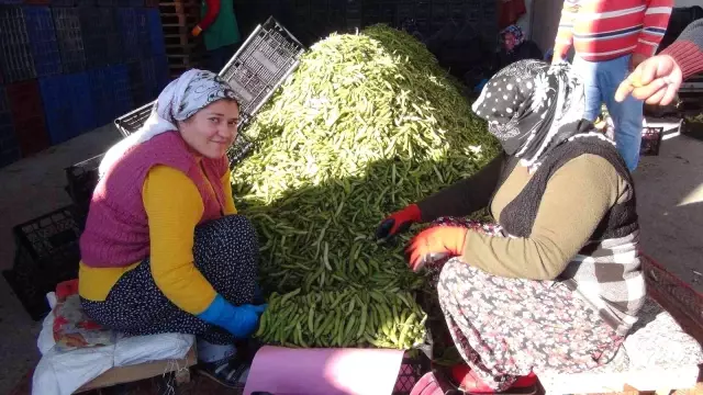 Silifke'den Irak'a bakla ihracatı başladı