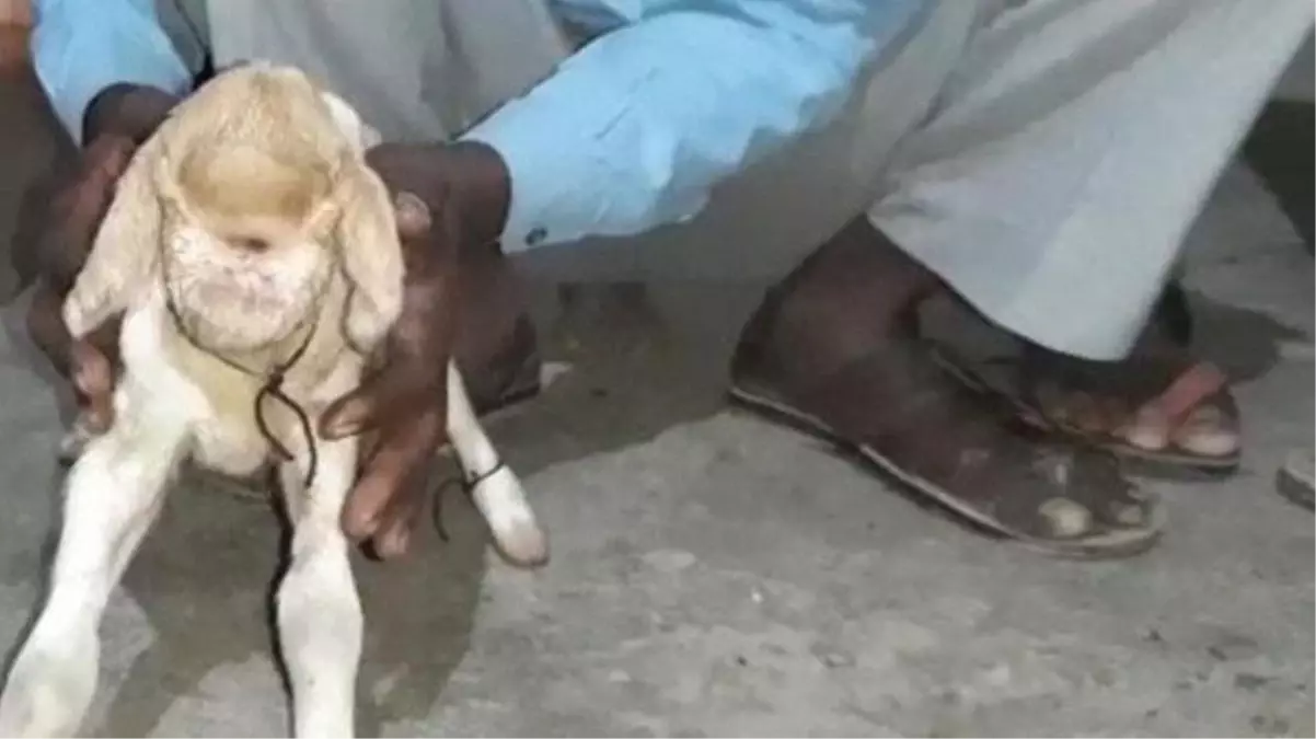 Ahıra giren çiftçi gördüğü manzara karşısında hemen yetkilileri çağırdı! Tek gözlü keçi hayrete düşürdü