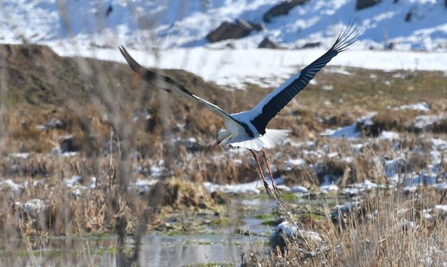 Kars'ta soğuk havaya rağmen göç etmeyen leylekler karlı arazide yiyecek arıyor