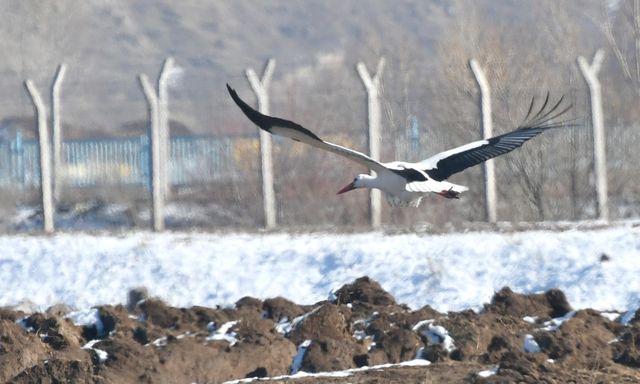 Kars'ta soğuk havaya rağmen göç etmeyen leylekler karlı arazide yiyecek arıyor