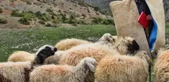 Sınırda korkunç olay! Her bir parçası ayrı yerde olan cesedi gören çobanlar tir tir titredi