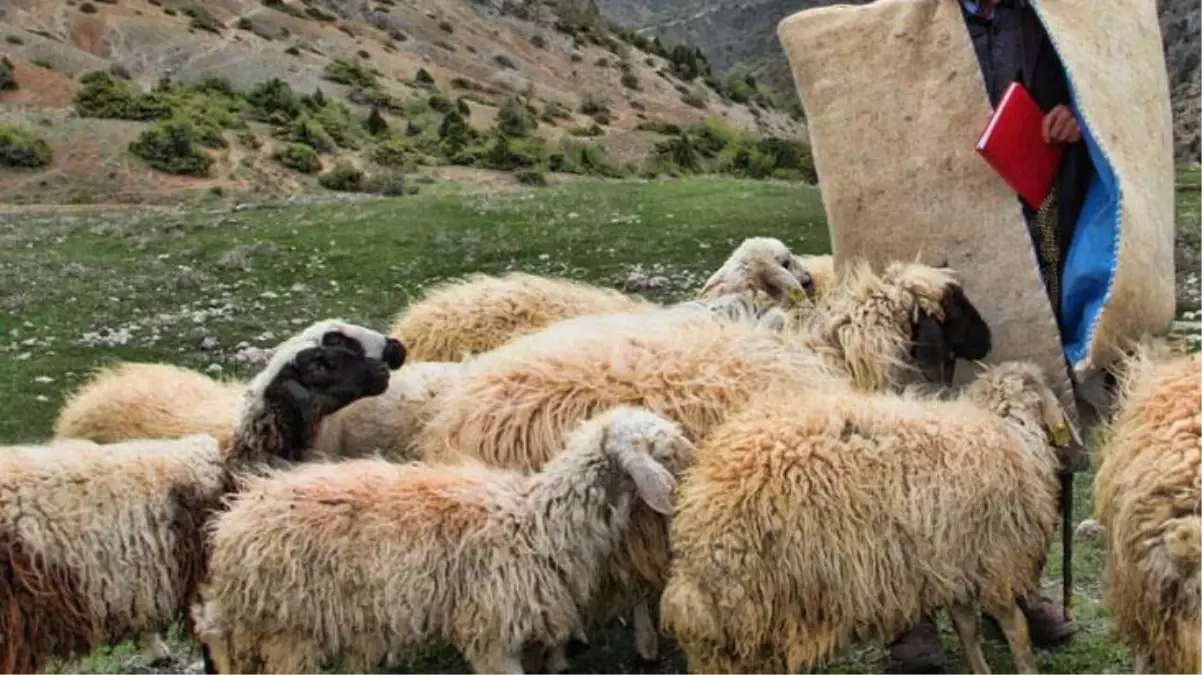 Sınırda korkunç olay! Her bir parçası ayrı yerde olan cesedi gören çobanlar tir tir titredi