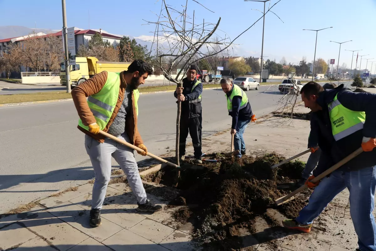 Ağaçlandırma çalışmalarımız devam ediyor