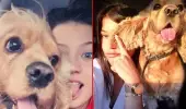 Tasmasız dolaştırılan pitbull tarafından parçalanan köpeğin sahibi harekete geçti