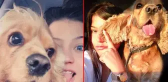 Tasmasız dolaştırılan pitbull tarafından parçalanan köpeğin sahibi harekete geçti Tasmasız dolaştırılan pitbull tarafından parçalanan köpeğin sahibi harekete geçti