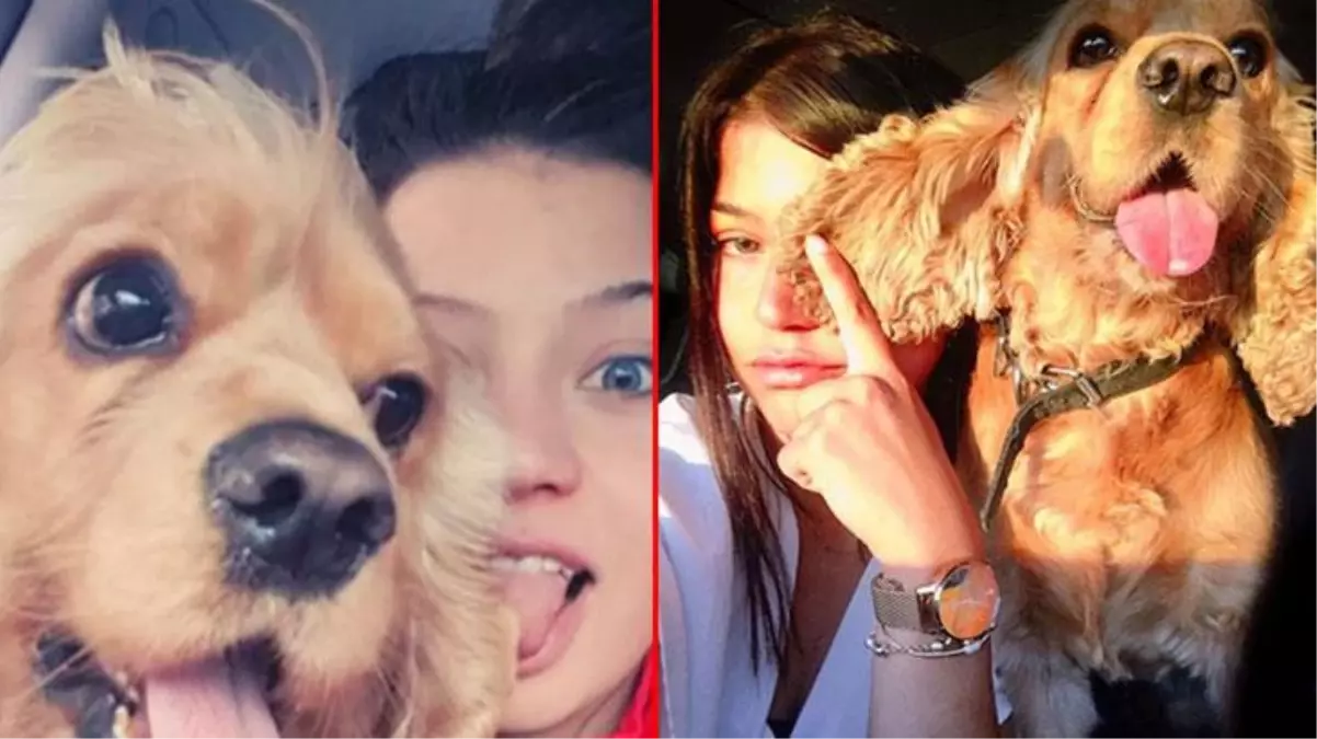 Tasmasız dolaştırılan pitbull tarafından parçalanan köpeğin sahibi harekete geçti
