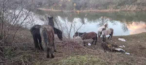 Nehir kenarında at kesiliyor ihbarı jandarmayı harekete geçirdi! Yakalanmasalar halka yedireceklerdi