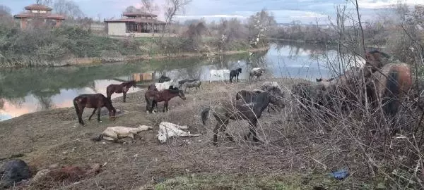 Nehir kenarında at kesiliyor ihbarı jandarmayı harekete geçirdi! Yakalanmasalar halka yedireceklerdi