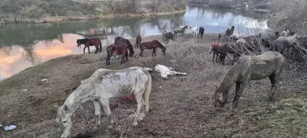 Nehir kenarında at kesiliyor ihbarı jandarmayı harekete geçirdi! Yakalanmasalar halka yedireceklerdi