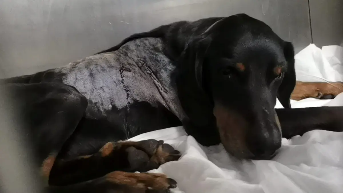 Son dakika haberleri! Avcıların silahından çıkan kurşun av köpeğine isabet etti