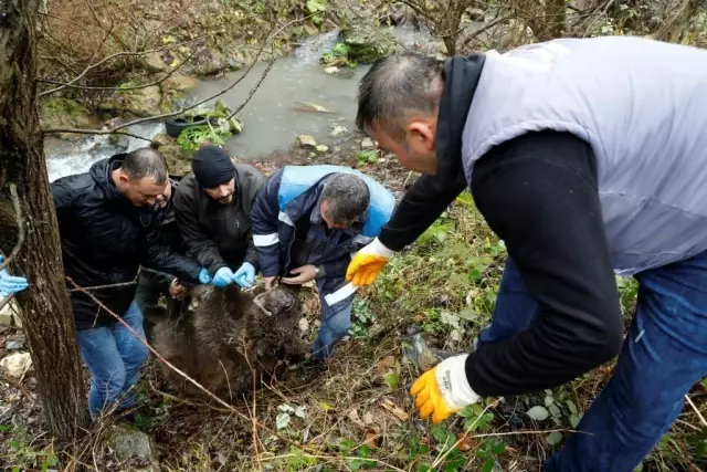 Son dakika haberleri... Bursa'da ayı kurtarma operasyonu