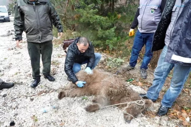 Son dakika haberleri... Bursa'da ayı kurtarma operasyonu