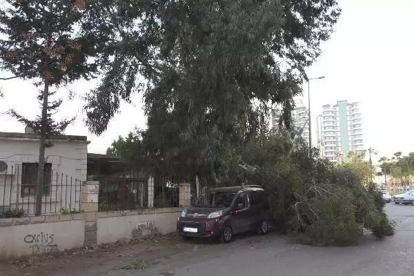 İSKENDERUN'DA KUVVETLİ RÜZGAR; AĞAÇLAR DEVRİLDİ