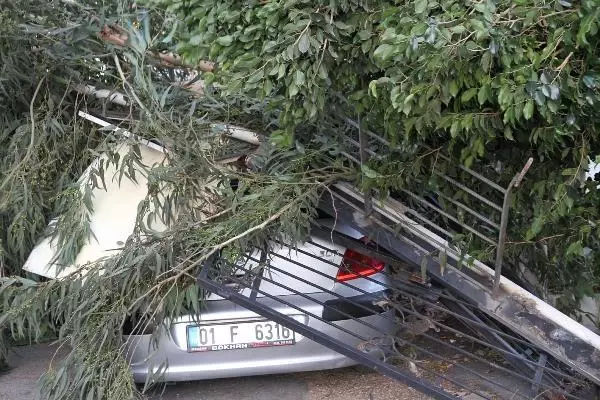 İSKENDERUN'DA KUVVETLİ RÜZGAR; AĞAÇLAR DEVRİLDİ