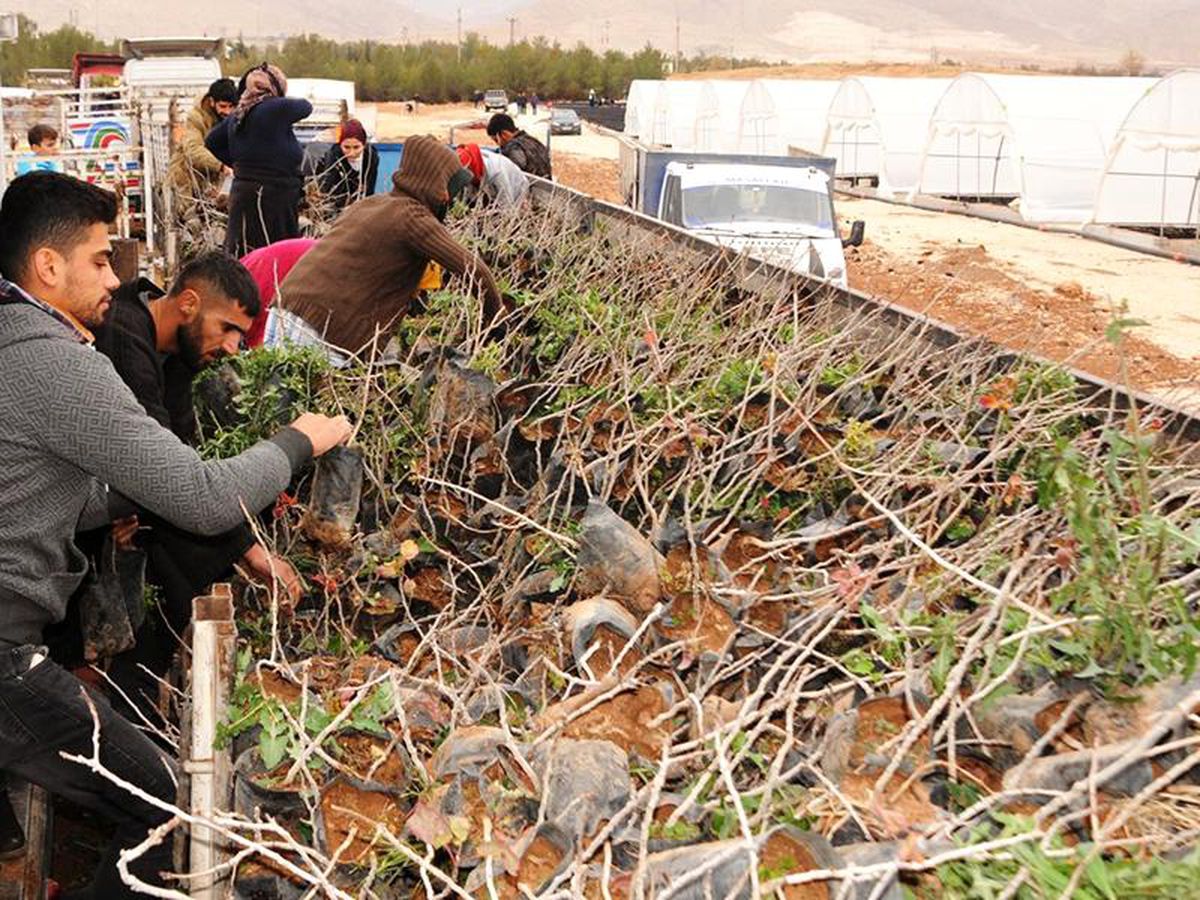 Mardin'de bıttım fidanı dağıtıldı