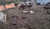 'Nehir kenarında at kesiliyor' ihbarı jandarmayı harekete geçirdi! Yakalanmasalar halka yedireceklerdi