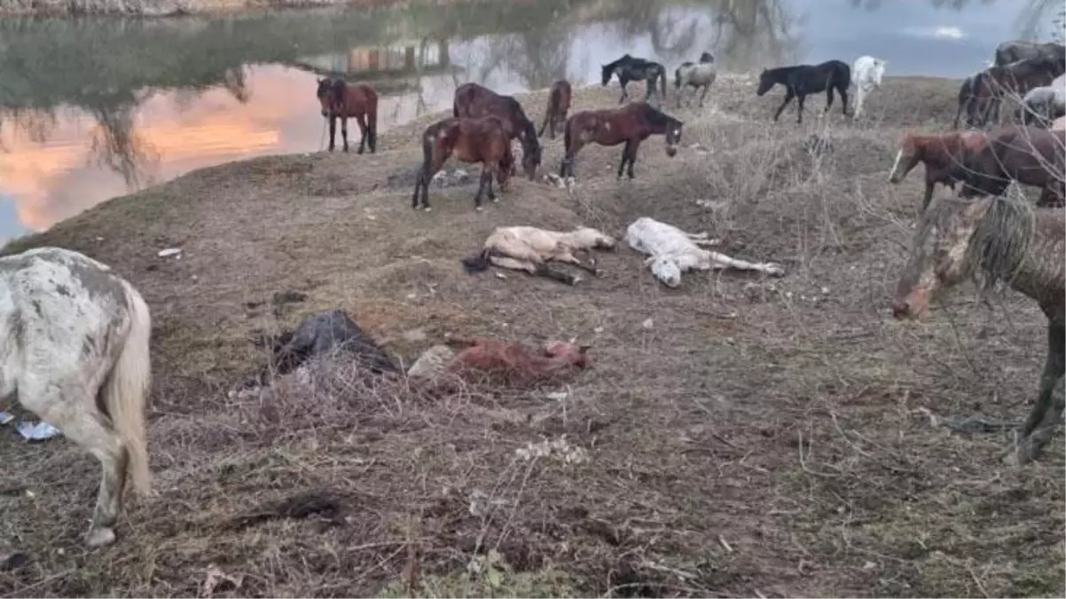 'Nehir kenarında at kesiliyor' ihbarı jandarmayı harekete geçirdi! Yakalanmasalar halka yedireceklerdi
