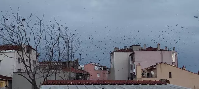 Tekirdağ'da karga istilası! Korku filmlerini aratmayan görüntüler ortaya çıktı