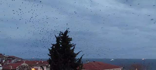 Tekirdağ'da karga istilası! Korku filmlerini aratmayan görüntüler ortaya çıktı