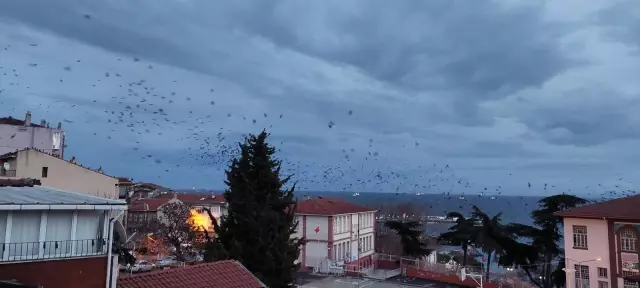 Tekirdağ'da karga istilası! Korku filmlerini aratmayan görüntüler ortaya çıktı