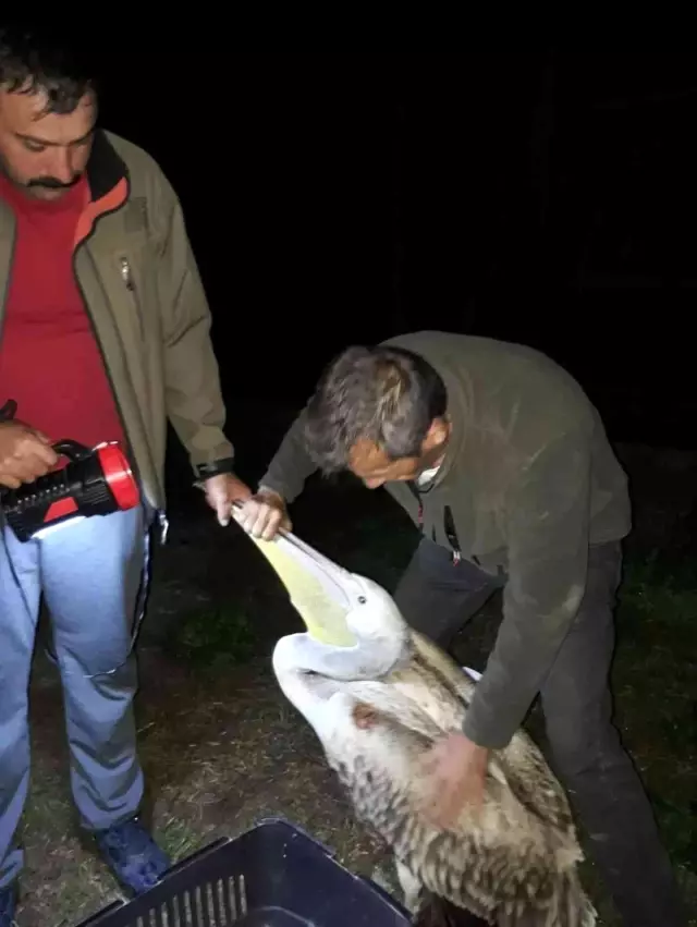Yaralı halde bulunan pelikan tedavi altına alındı