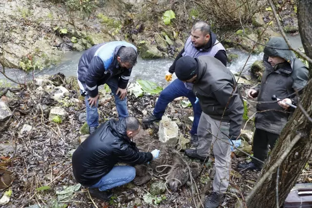 Dere yatağındaki yaralı ayı yavrusu uzun uğraşlarla kurtarıldı