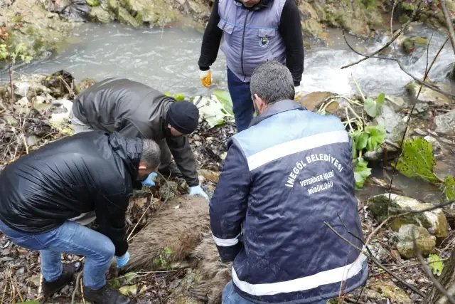 Dere yatağındaki yaralı ayı yavrusu uzun uğraşlarla kurtarıldı