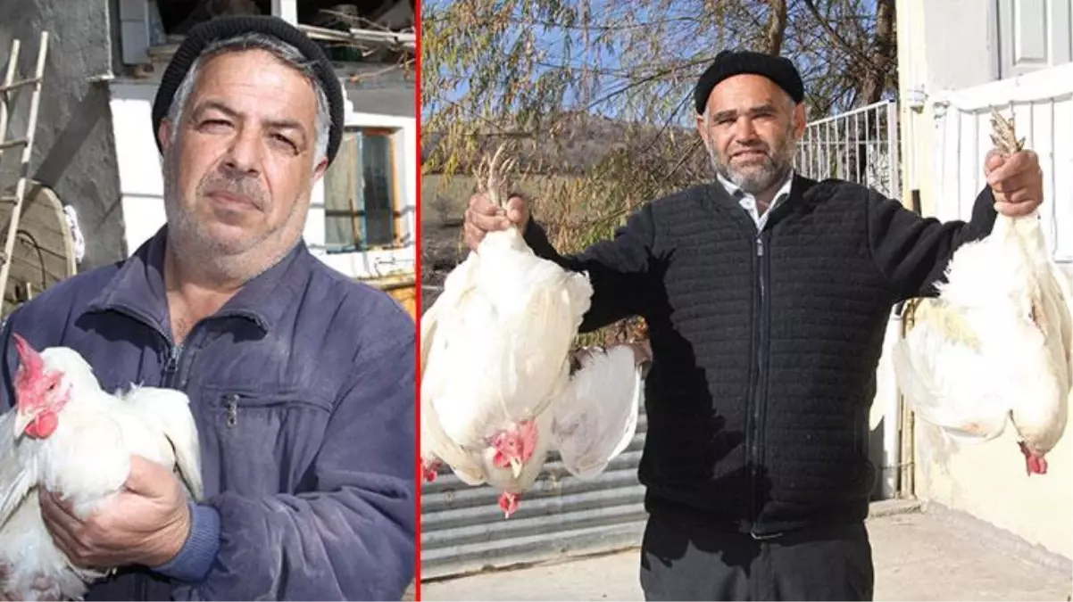 'Zamların dolarla ilgisi yok' diyen besiciden, yem ve tavuk fiyatlarındaki artışa karşı ilginç protesto: Ücretsiz dağıtıyor