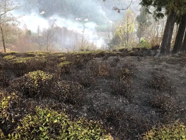 Rize'nin Fındıklı ilçesinde yangın