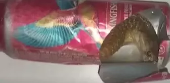 Tek ısırığı 20 insanı öldürecek güçte! İşte dünyanın en zehirli ve ölümcül yılanı Tek ısırığı 20 insanı öldürecek güçte! İşte dünyanın en zehirli ve ölümcül yılanı