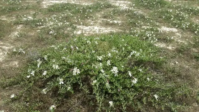 Herkesin zehirli bildiği kapari karpuzunu dünyaya ihraç ediyor