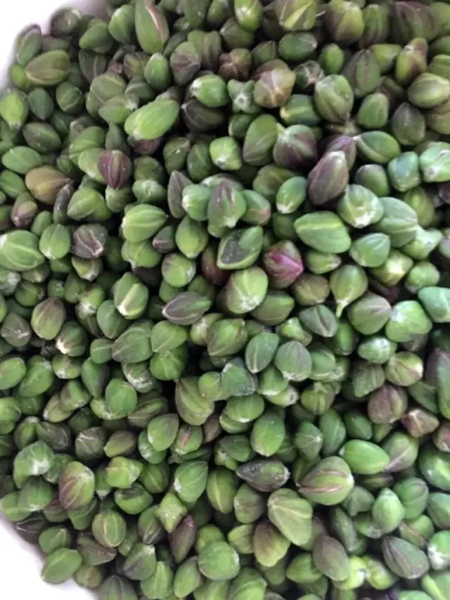 Herkesin zehirli bildiği kapari karpuzunu dünyaya ihraç ediyor