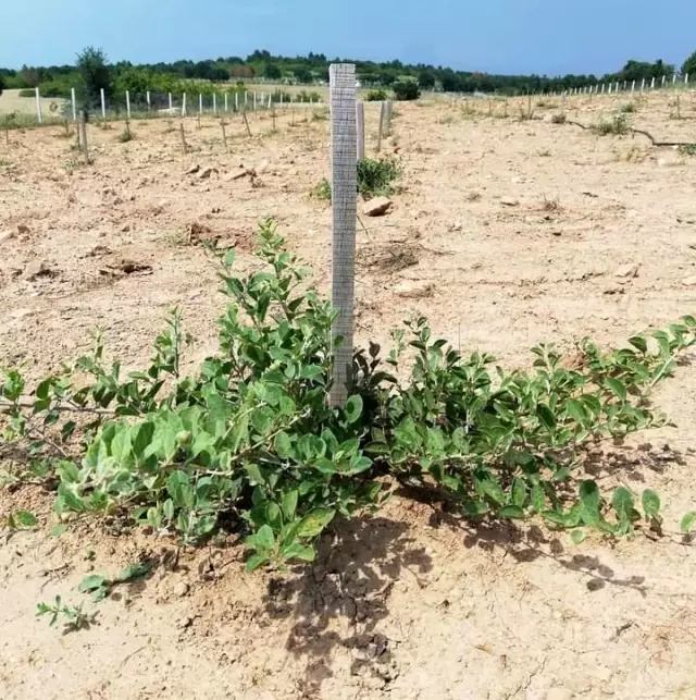 Herkesin zehirli bildiği kapari karpuzunu dünyaya ihraç ediyor