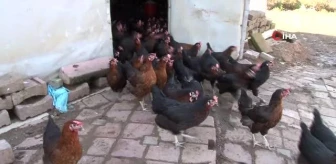 İstanbul'un göbeği Beykoz'da gezen tavuk çiftliği
