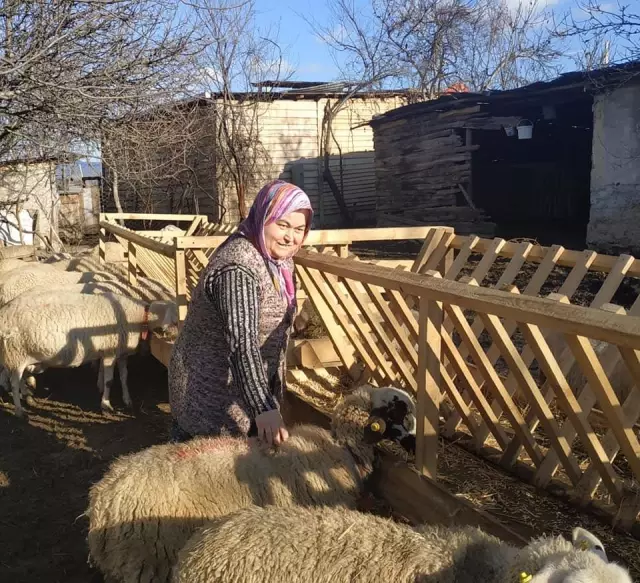 Karabük'te İŞKUR desteğiyle işini kuran engelli kadına koyunları teslim edildi