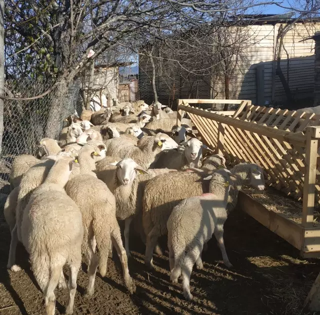 Karabük'te İŞKUR desteğiyle işini kuran engelli kadına koyunları teslim edildi