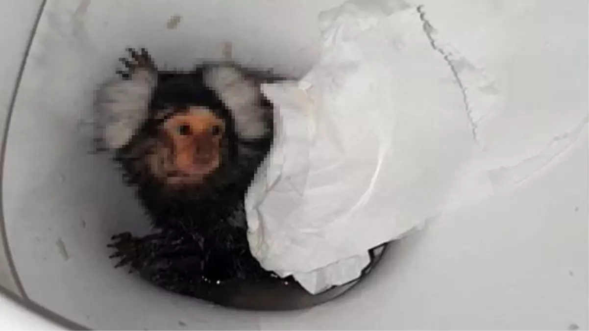 Görüntülere tepki yağıyor! Kokain ikram ettiği maymunu klozete atıp sifonu çekti