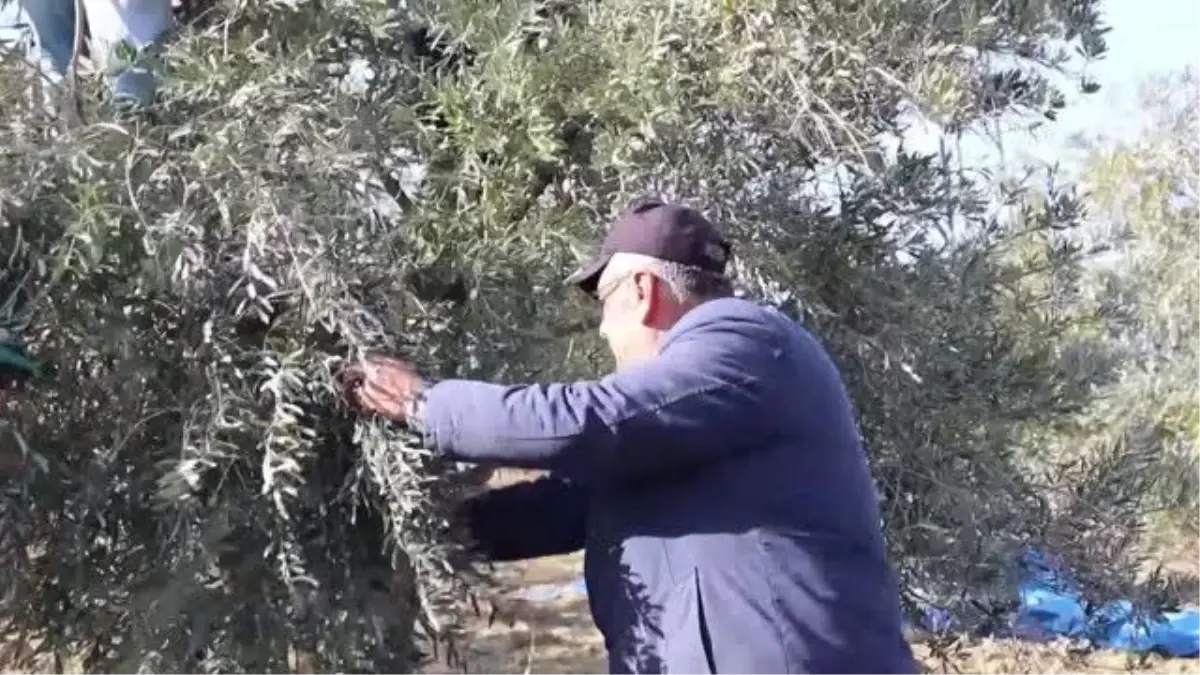 Zeytin hasadı işçileri AA'nın 'Yılın Fotoğrafları' oylamasına katıldı