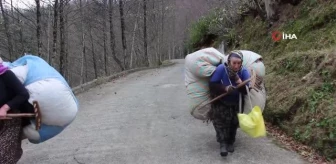 Karadeniz kadınının kuru yaprak mesaisi... Onlarca kiloluk ağırlıkları sırtlarında taşıyorlar