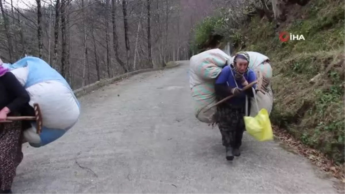 Karadeniz kadınının kuru yaprak mesaisi... Onlarca kiloluk ağırlıkları sırtlarında taşıyorlar