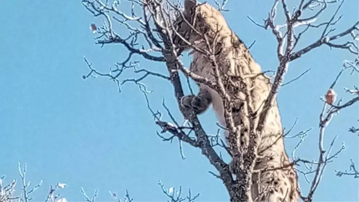 Ormanların en hızlısı vaşak, kangal köpeklerinin saldırısından son anda kurtuldu
