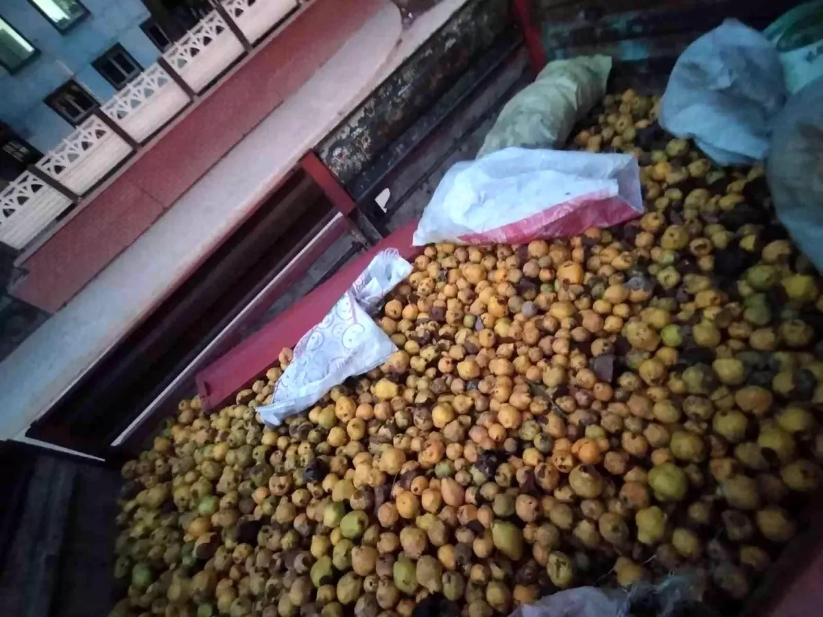 Ayva hırsızları tarla sahibine yakalanınca olanlar oldu! Böylesi film sahnelerinde bile yok