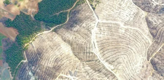 (DRONE) Yangından etkilenen ormanlık alanlar fidanlarla buluşturuluyor