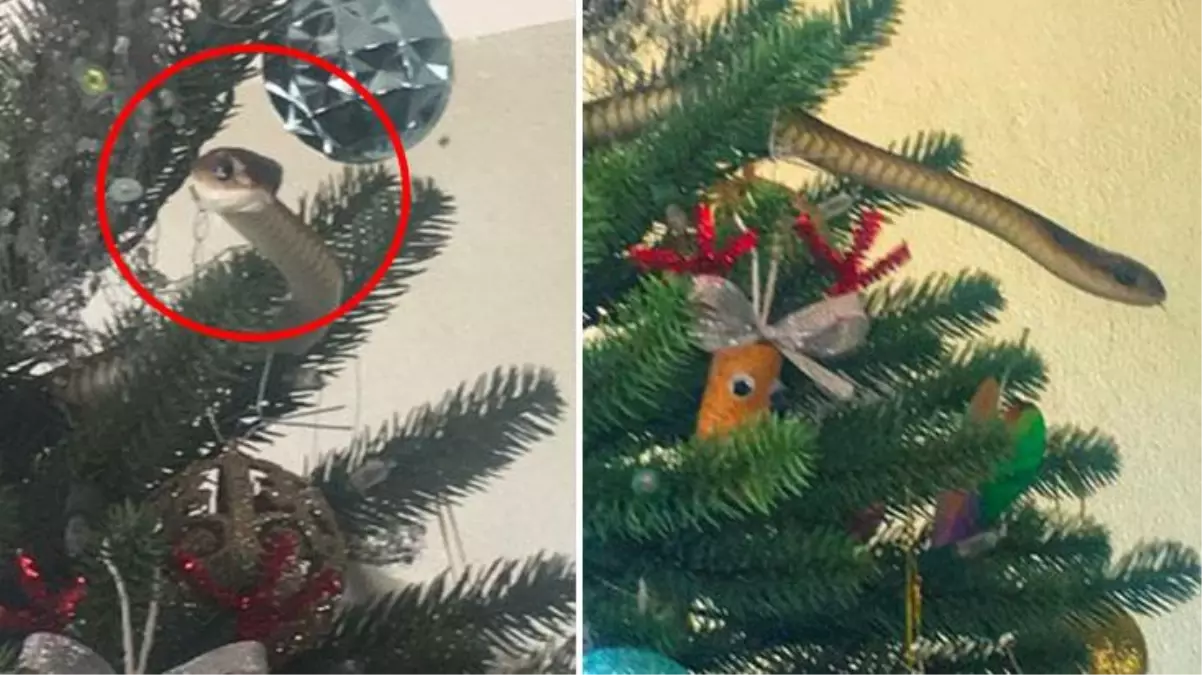 Yılbaşı ağacının içinden bir anda fırladı! Ölümcül yılanı gören aile çığlık çığlığa kaldı