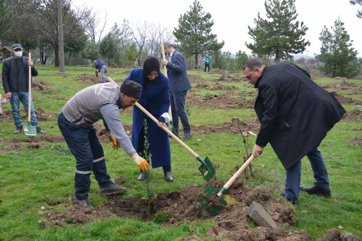 Gediz'de zeytin fidanları toprakla buluşturuldu
