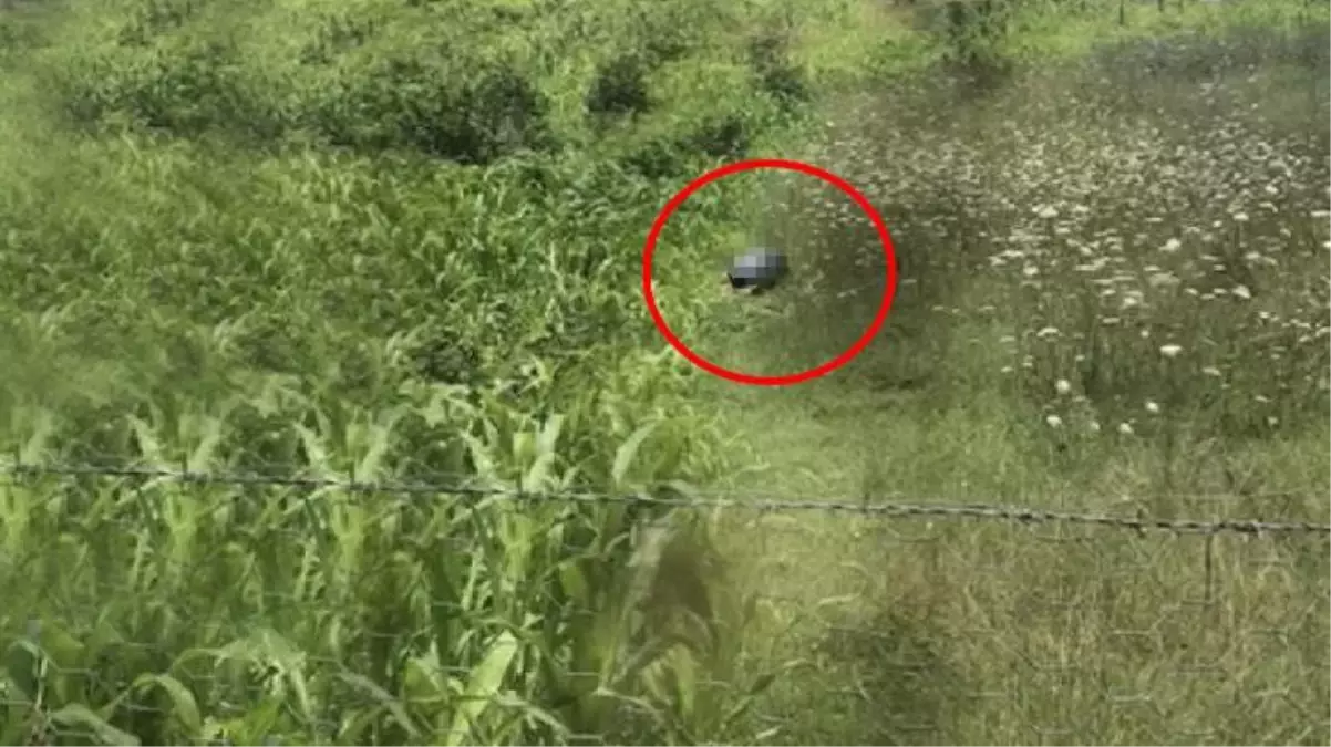 Köpeğe cinsel saldırıda bulunan sanıktan akıl almaz savunma: İktidarsızım hakim bey