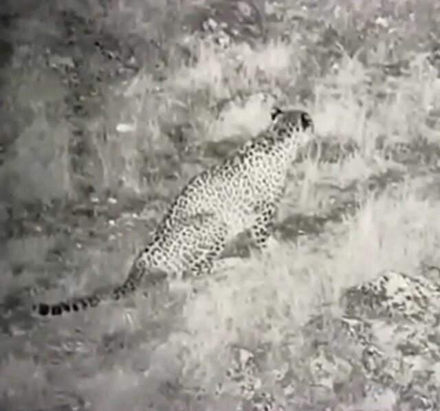 Nesli tükendiği sanılan Anadolu Parsı ilk kez bu kadar yakından görüntülendi