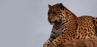 3 ülkeye sınırı olan ilimizde leopar görüldü