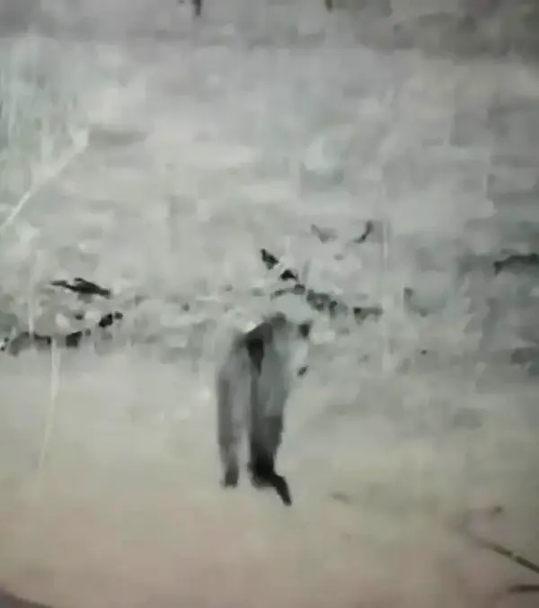 3 ülkeye sınırı olan ilimizde leopar görüldü
